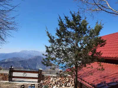 a tree next to a building with a red roof at Villa Skyline in Kotor