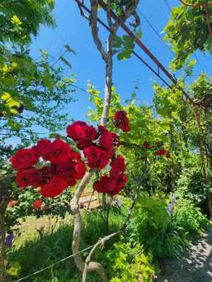 a bunch of red roses hanging from a tree at Gazdinstvo Đurović in Dobra Voda