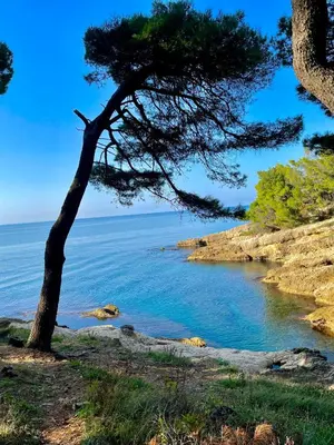 a pine tree next to a body of water at Apartman 200 in Ulcinj