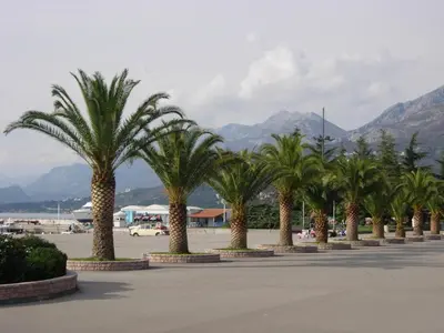 a row of palm trees in a parking lot at Rooms & Apartments Anka in Bar
