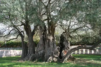 a group of trees in a field of grass at Rooms & Apartments Anka in Bar