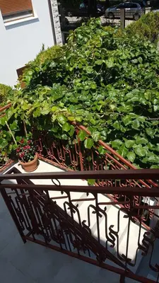 a garden with green plants on a table at Studio apartmani Dream Iv in Bar, Susanj
