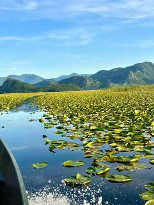 a large body of water with lily pads at Casa di Kiara, Skadar Lake in Dodoši