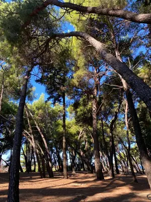 a forest of pine trees with a blue sky in the background at Ačanski Apartments Bar in Bar