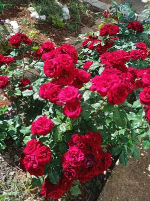 a bunch of red roses in a garden at ApartToni in Dobra Voda
