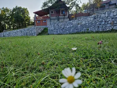 a white flower in the grass in front of a stone wall at Mountain Village House in Cetinje