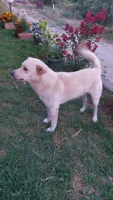 a white dog standing in the grass next to flowers at Guest House Vodica in Virpazar
