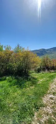 a dirt road in a field with grass and bushes at Guest House Vodica in Virpazar