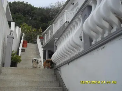two dogs sitting on the stairs of a building at Apartment Batricevic in Ulcinj