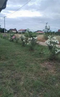 a field with white flowers in the grass at M&A Montenegro Apartmani in Golubovci
