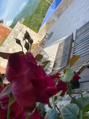 a pink rose sitting in front of a building at Fimas Residence in Ivanovići