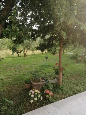 a tree and some flowers in a park at Apartman Petovic in Kotor