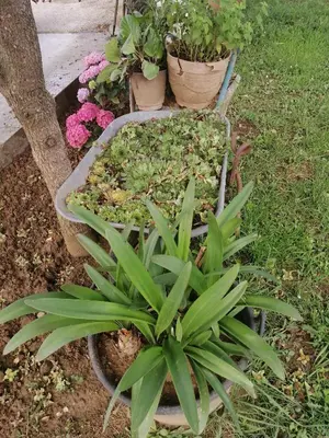 a garden with plants and potted plants at Apartman Petovic in Kotor