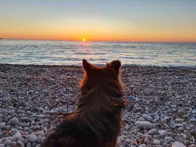a dog sitting on a beach looking at the sunset at Summer house Kruce in Kruče