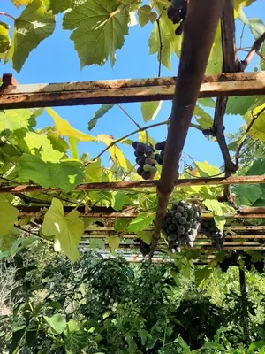 a bunch of black grapes hanging from a vine at DOLCE NOTTE rooms in Virpazar