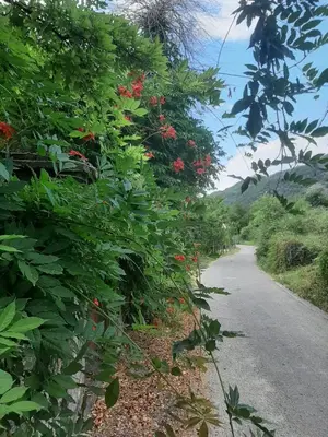 a road with plants and flowers on the side at DOLCE NOTTE rooms in Virpazar