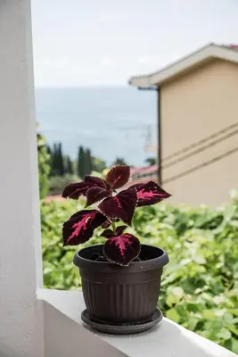 a plant in a pot sitting on a window sill at Adriatic Sea View Rooms in Ulcinj
