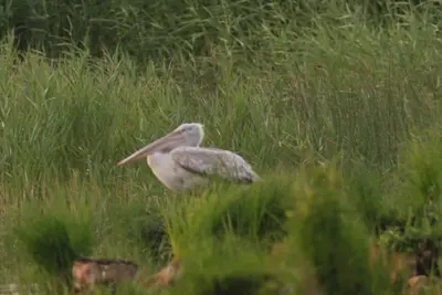 a bird standing in a field of tall grass at Home Filip in Golubovci