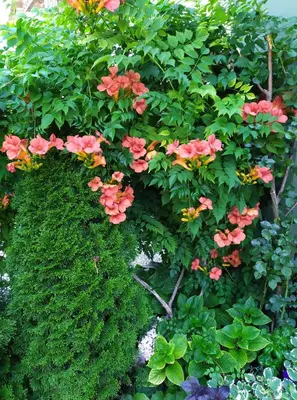 a bush with pink flowers and green plants at Guest House Pansion 10 in Cetinje