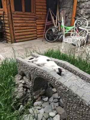 a cat laying on top of a stone wall at HeArt of Old Town Guesthouse in Podgorica