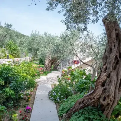 Rustic Olive House