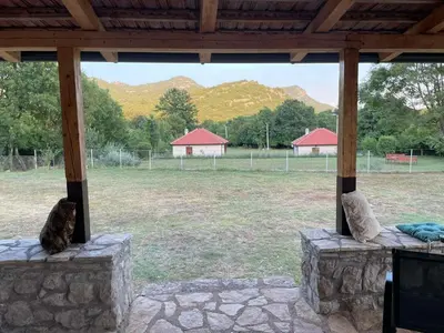 a cat sitting on a porch looking out at a field at Village house Katarina in Cetinje