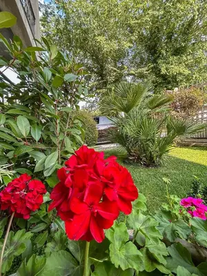 a group of red flowers in a garden at Sunset Apartment in Kotor