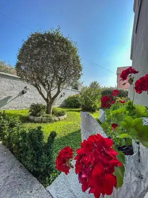 a garden with red flowers and a tree at Sunrise Apartment in Kotor