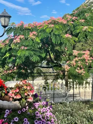 a tree with pink flowers in a garden at Семейный комплекс для отдыха in Pečurice