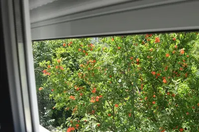 a window view of a tree with red flowers at KenDar Family Apartments in Ulcinj