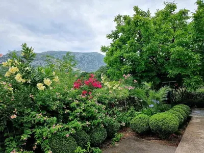 a garden with bushes and flowers and a view of mountains at Cozy House Haj Nehaj in Sutomore