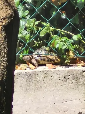 a turtle sitting on a ledge next to a fence at Cozy House Haj Nehaj in Sutomore