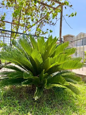 a large green plant sitting on the grass at Hida Ile apartments in Ulcinj