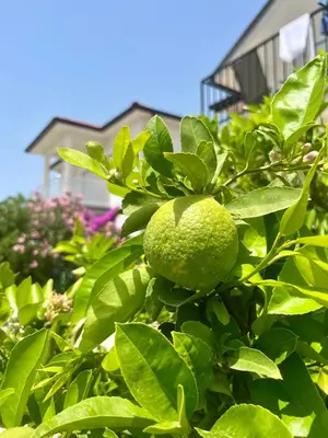 an orange tree with green leaves in front of a house at Hida Ile apartments in Ulcinj