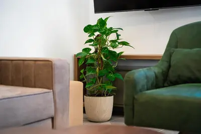a living room with a green chair and a plant at Cosy Duplex near Bus Station in Budva