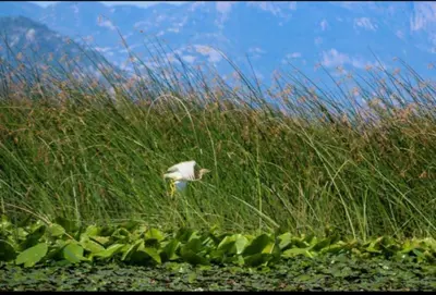 a white bird is walking through the tall grass at House Markovic in Gornja Plavnica