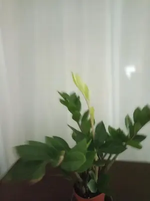 a plant in a pot with green leaves at Sofia apartment in Budva