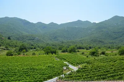 a road in a vineyard with mountains in the background at Markovic Winery and Estate apartments in Cetinje