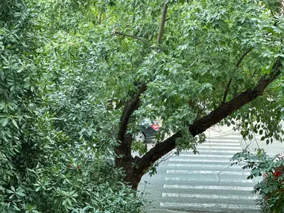 a tree on the side of a walkway at Nikki’s Apartment Podgorica in Podgorica