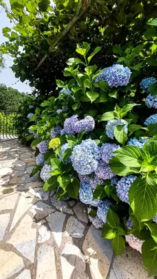 a bush of purple flowers on a stone path at Superb Apartments Virpazar in Virpazar