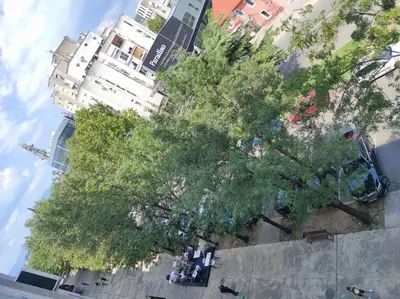 an overhead view of a large tree in a city at Apartment Clock Tower in Podgorica