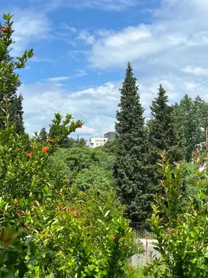 a group of trees with a blue sky in the background at Central Park Apartment in Podgorica