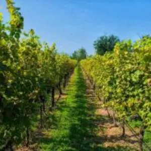 a row of trees in a field of grapes at Konoba Stanisic in Balabani
