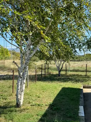 a white tree in a field next to a fence at Apartments Airport Golubovci in Podgorica