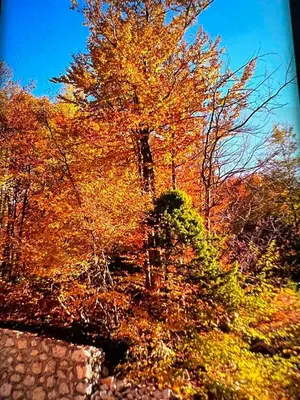 a tree with autumn leaves and a stone wall at Vikendica Silenzio in Cetinje
