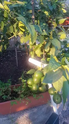 a bunch of green fruit on a tree at Apartment Old Olive in Dobra Voda