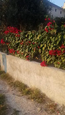 a bush of red flowers on a fence at Apartment Old Olive in Dobra Voda