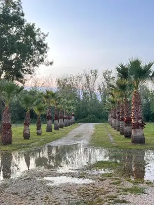 a row of palm trees lining a road at GOLD FISH in Gornji Štoj