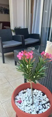 a small plant in a red pot on a patio at Budva Morska oaza in Budva
