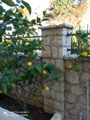 an orange tree next to a stone wall at APARTMANI LUX SEA in Utjeha